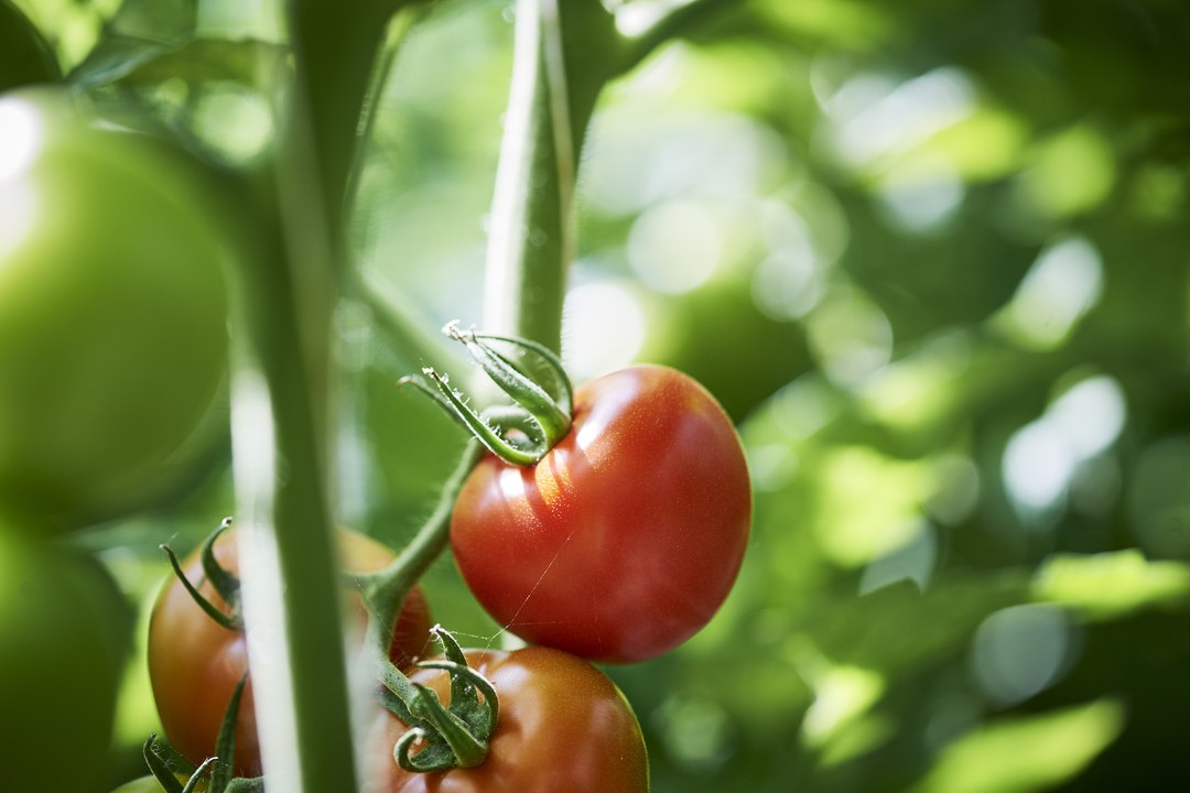 Aromata
