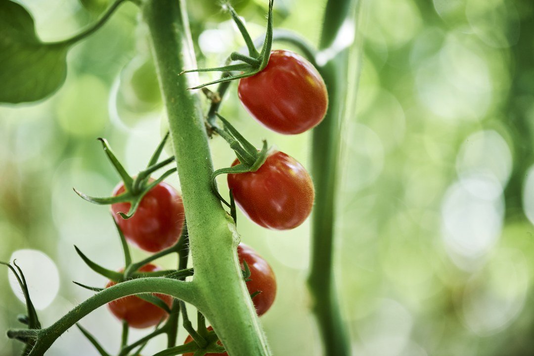 Cherrytomater