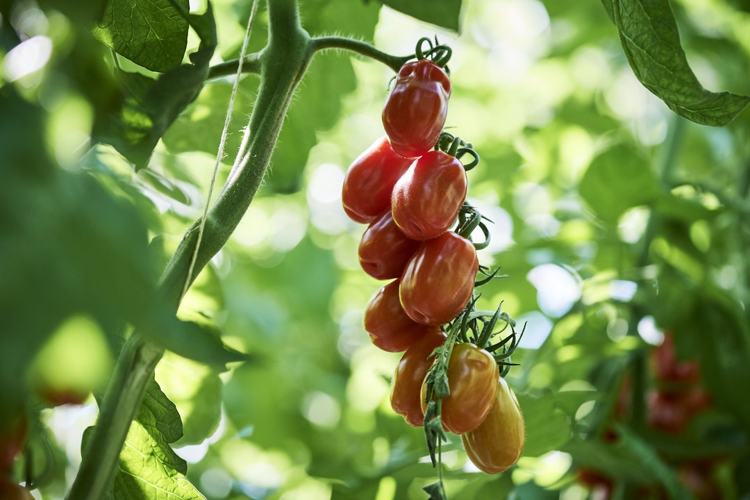 San Marzano